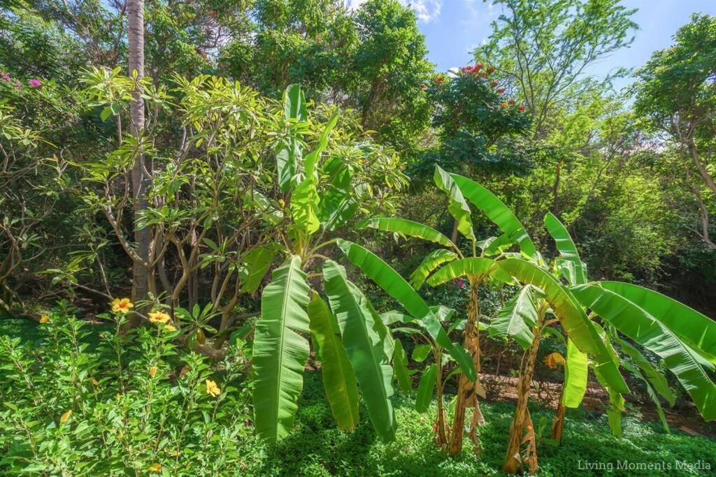 Apartment Tiki Tiki - Gorgeous Boho Hideaway! Wailea (Maui)